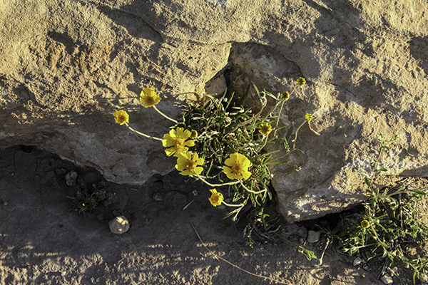 yellow flowers in Canyonlands