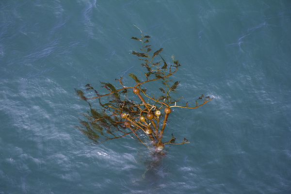 some lovely kelp