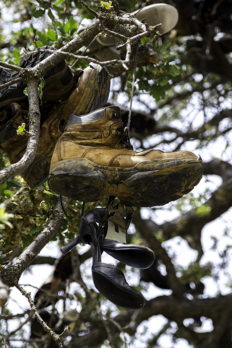 close-up of the shoe tree