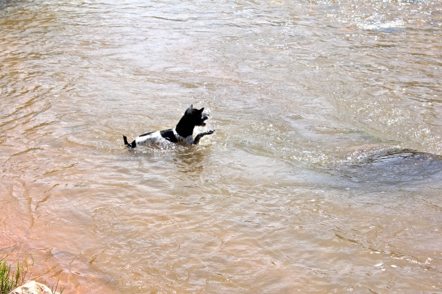 Sparky swimming!