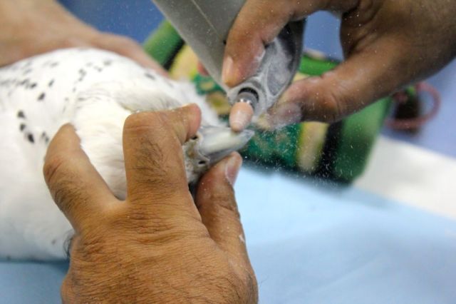 buffing the beak with a hand drill after it's been trimmed